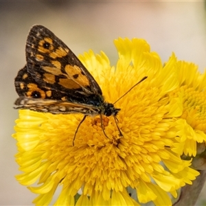 Oreixenica orichora at Cotter River, ACT by SWishart