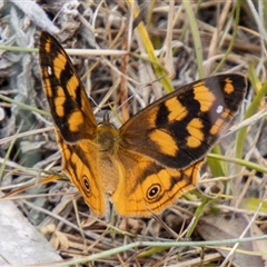 Heteronympha solandri (Solander's Brown) at Cotter River, ACT - 3 Jan 2025 by SWishart