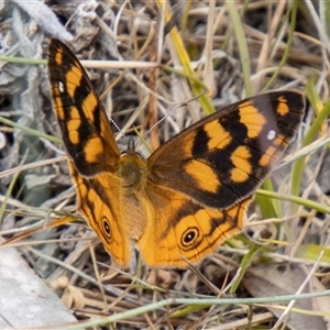 Heteronympha solandri at Cotter River, ACT - 3 Jan 2025 12:43 PM