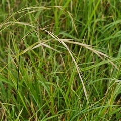 Microlaena stipoides (Weeping Grass) at Bungonia, NSW - 10 Jan 2025 by trevorpreston