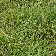 Microlaena stipoides at Bungonia, NSW - 10 Jan 2025