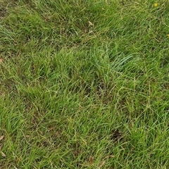 Microlaena stipoides at Bungonia, NSW - 10 Jan 2025