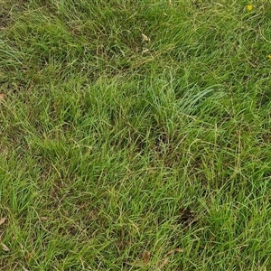 Microlaena stipoides at Bungonia, NSW - 10 Jan 2025