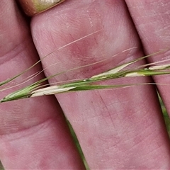 Microlaena stipoides at Bungonia, NSW - 10 Jan 2025 02:34 PM