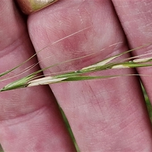 Microlaena stipoides at Bungonia, NSW - 10 Jan 2025