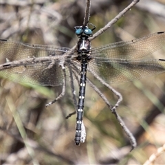 Austroaeschna pulchra at Cotter River, ACT - 3 Jan 2025 by SWishart