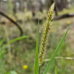 Setaria sp. (Pigeon Grass) at Bungonia, NSW - 10 Jan 2025 by trevorpreston