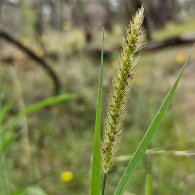 Setaria (genus) (Pigeon Grass) at Bungonia, NSW - 10 Jan 2025 by trevorpreston