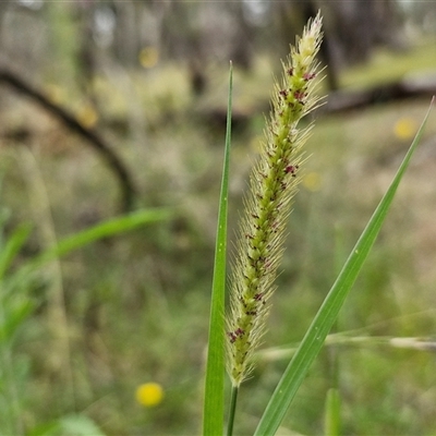 Setaria sp. (Pigeon Grass) at Bungonia, NSW - 10 Jan 2025 by trevorpreston