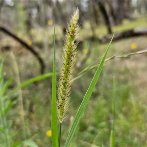 Setaria sp. at Bungonia, NSW - 10 Jan 2025 02:31 PM