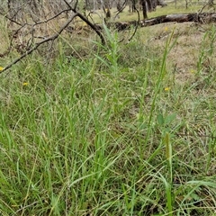 Setaria sp. at Bungonia, NSW - 10 Jan 2025 02:31 PM