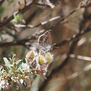 Neolucia agricola at Brindabella, ACT by RAllen