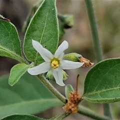 Solanum nigrum (Black Nightshade) at Bungonia, NSW - 10 Jan 2025 by trevorpreston