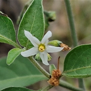 Solanum nigrum at Bungonia, NSW - 10 Jan 2025