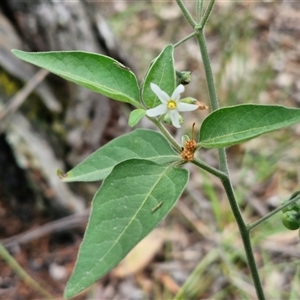 Solanum nigrum at Bungonia, NSW - 10 Jan 2025