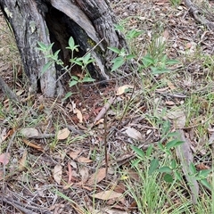 Solanum nigrum at Bungonia, NSW - 10 Jan 2025