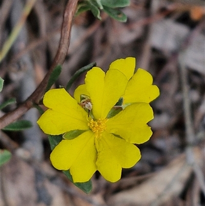 Hibbertia obtusifolia (Grey Guinea-flower) at Bungonia, NSW - 10 Jan 2025 by trevorpreston