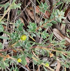 Hibbertia obtusifolia at Bungonia, NSW - 10 Jan 2025 02:29 PM