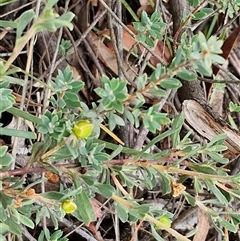 Hibbertia obtusifolia at Bungonia, NSW - 10 Jan 2025 02:29 PM