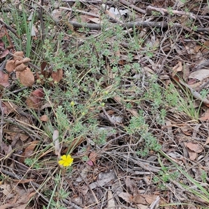 Hibbertia obtusifolia at Bungonia, NSW - 10 Jan 2025 02:29 PM