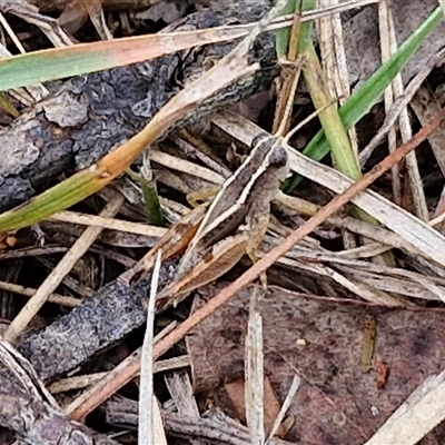 Phaulacridium vittatum (Wingless Grasshopper) at Bungonia, NSW - 10 Jan 2025 by trevorpreston