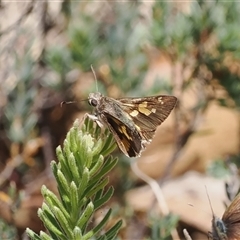 Trapezites phigalioides (Montane Ochre) at Cotter River, ACT - 30 Dec 2024 by RAllen