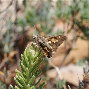 Trapezites luteus at Cotter River, ACT by RAllen