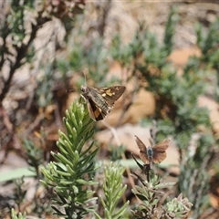 Trapezites phigalioides at Cotter River, ACT - 30 Dec 2024 02:27 PM