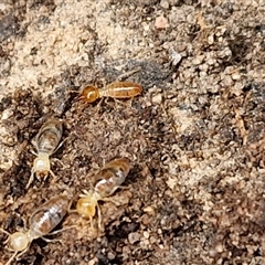 Nasutitermes sp. (genus) (Snouted termite, Gluegun termite) at Bungonia, NSW - 10 Jan 2025 by trevorpreston