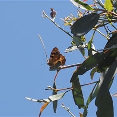 Heteronympha solandri (Solander's Brown) at Cotter River, ACT - 30 Dec 2024 by RAllen
