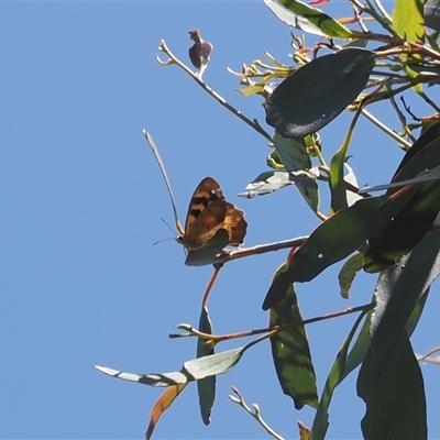 Heteronympha solandri at Cotter River, ACT - 30 Dec 2024 by RAllen