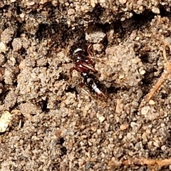 Amblyopone sp. (genus) (Slow ant) at Bungonia, NSW - 10 Jan 2025 by trevorpreston