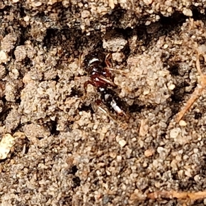 Amblyopone sp. (genus) at Bungonia, NSW - 10 Jan 2025