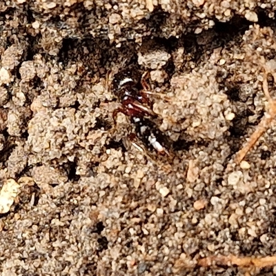 Amblyopone sp. (genus) (Slow ant) at Bungonia, NSW - 10 Jan 2025 by trevorpreston