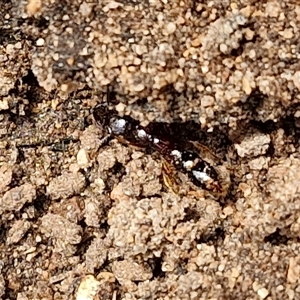 Amblyopone sp. (genus) at Bungonia, NSW - 10 Jan 2025