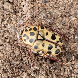 Neorrhina punctatum at Bungonia, NSW - 10 Jan 2025