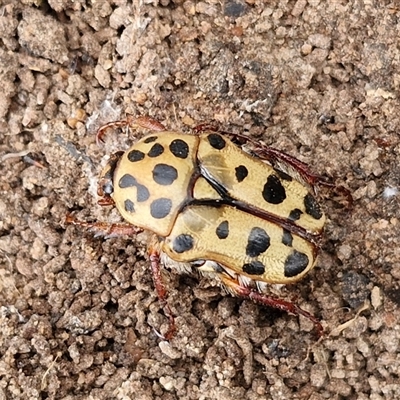 Neorrhina punctatum (Spotted flower chafer) at Bungonia, NSW - 10 Jan 2025 by trevorpreston