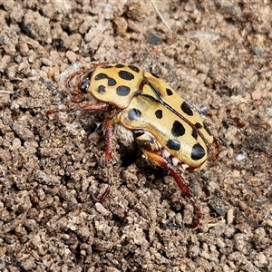 Neorrhina punctatum at Bungonia, NSW - 10 Jan 2025