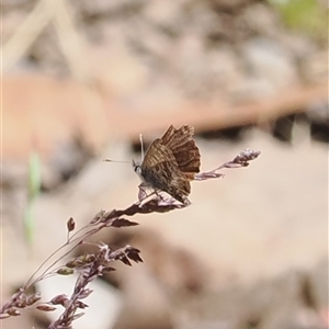 Paralucia crosbyi at Cotter River, ACT by RAllen