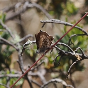 Unidentified at suppressed - 30 Dec 2024