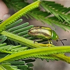 Calomela juncta (Leaf beetle) at Bungonia, NSW - 10 Jan 2025 by trevorpreston