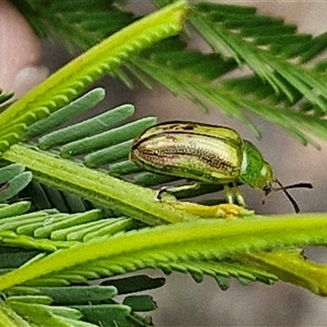 Calomela juncta at Bungonia, NSW - 10 Jan 2025 02:22 PM