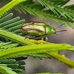 Calomela juncta at Bungonia, NSW - 10 Jan 2025 02:22 PM