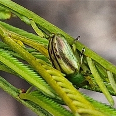 Calomela juncta at Bungonia, NSW - 10 Jan 2025 02:22 PM