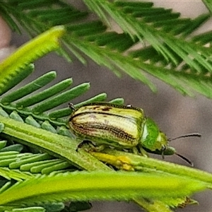 Calomela juncta at Bungonia, NSW - 10 Jan 2025 02:22 PM