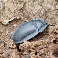 Pterohelaeus piceus (Pie-dish beetle) at Bungonia, NSW - 10 Jan 2025 by trevorpreston