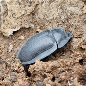 Pterohelaeus piceus at Bungonia, NSW - 10 Jan 2025 02:18 PM