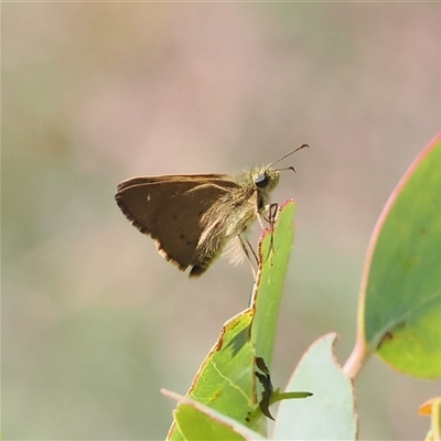 Timoconia flammeata (Bright Shield-skipper) at Bimberi, ACT - 30 Dec 2024 by RAllen