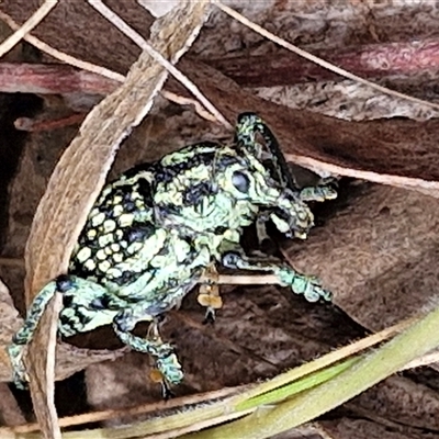 Chrysolopus spectabilis (Botany Bay Weevil) at Bungonia, NSW - 10 Jan 2025 by trevorpreston