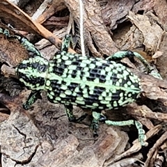 Chrysolopus spectabilis at Bungonia, NSW - 10 Jan 2025 02:15 PM